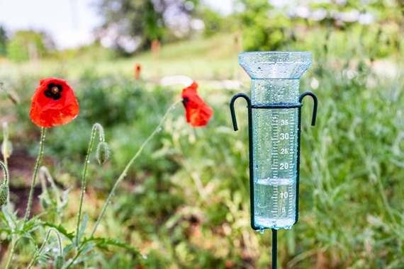 Billede af regnmåler i blomsterbed med valmuer